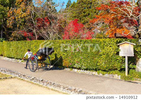 Persimmon and autumn leaves of persimmon cloth 14910912