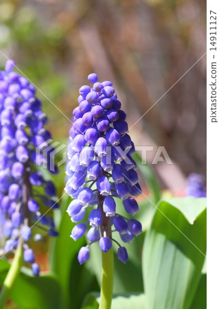 Muscari 14911127