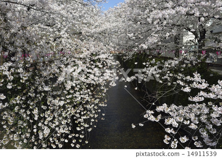 Meguro River Sakura and Tenjyo Bridge 14911539