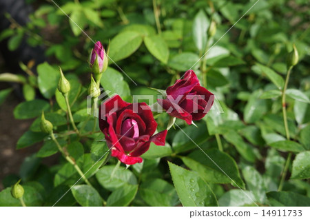 Rose Rose 14911733