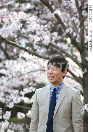 One male (Vizcassi business casual job Sakura Spring New life company employee New semester Yoshino cherry blossom) 14911882