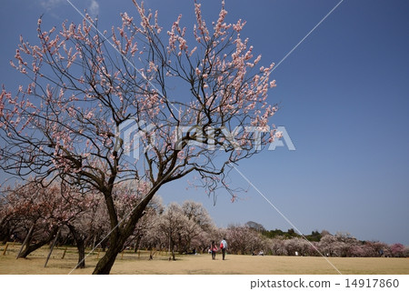 Kairakuen·Tazuru Narumi Bairin 14917860
