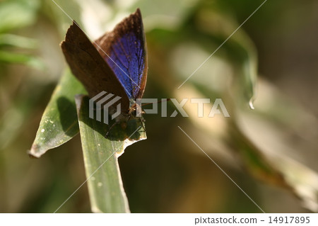 Murashiki Sajimi 14917895