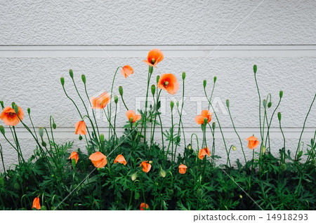 花 花 14918293