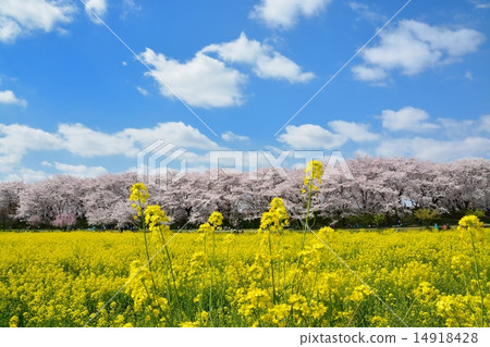 Sachiko Hakodendo Sakurayama櫻花樹 Sachiko Hakodendo Sakurayama櫻花樹 14918428