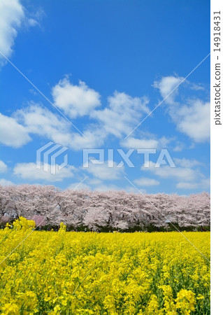 Sachiko Hakodendo Sakurayama櫻花樹 Sachiko Hakodendo Sakurayama櫻花樹 14918431
