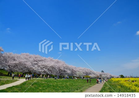 Sachiko Hakodendo Sakurayama cherry tree Sachiko Hakodendo Sakurayama cherry tree 14918435