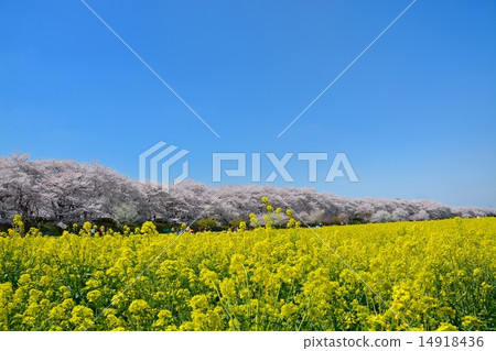Sachi Sakura and rape blossoms of Hayami-do Sakurada 14918436