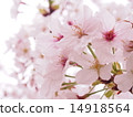 Cherry Blossoms	 14918564
