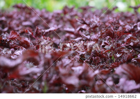 Red scallop leaves Red scallop leaves 14918662