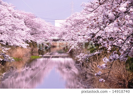 Sakura in Gojo River 14918740