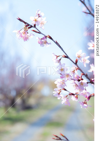櫻桃樹 14918872