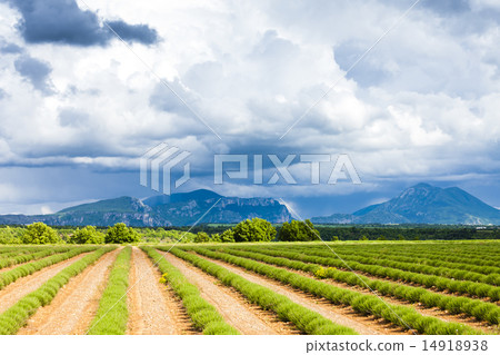 lavender field, Plateau de Valensole lavender field, Plateau de Valensole 14918938