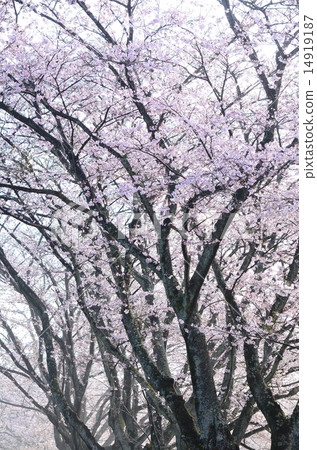 一排櫻花在晨霧中♪ 一排櫻花在晨霧中♪ 14919187