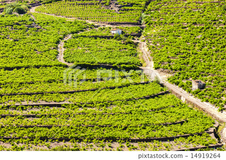 boiled green asparagus with bacon 14919264
