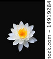 蓮花黑背 14919284