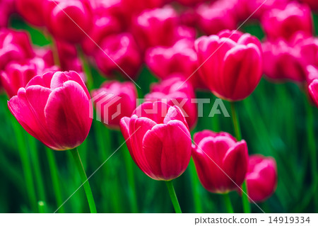 Pink Flowers Tulip In Spring Garden 14919334