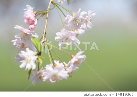 一棵分支的櫻桃樹的花和芽 14919365