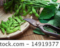 毛豆豐收 14919377