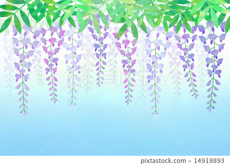  紫藤花 14919893