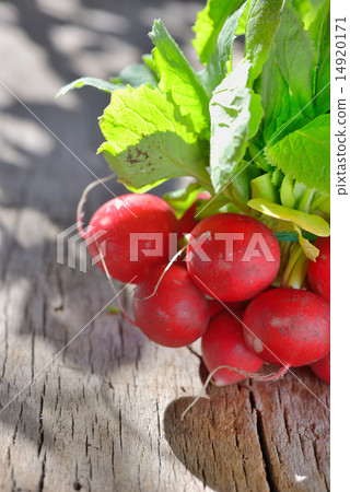 bunch of fresh radish 14920171