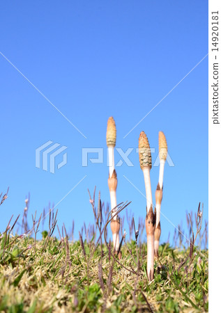 春天了♪ 14920181