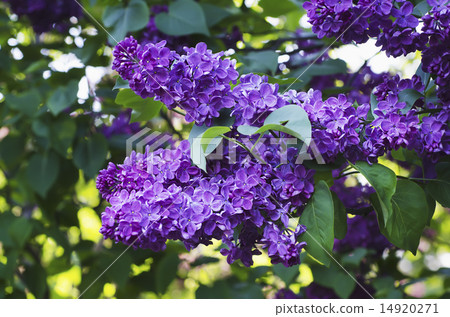 Spring lilac flowers Spring lilac flowers 14920271