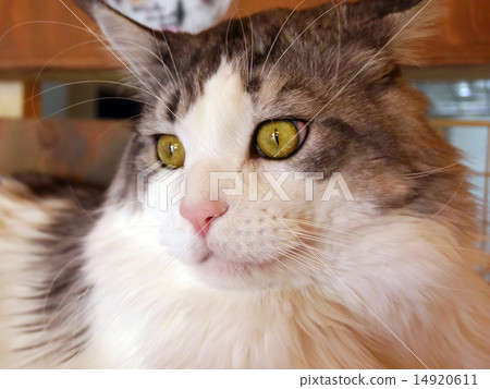 Main Coon Cat 14920611