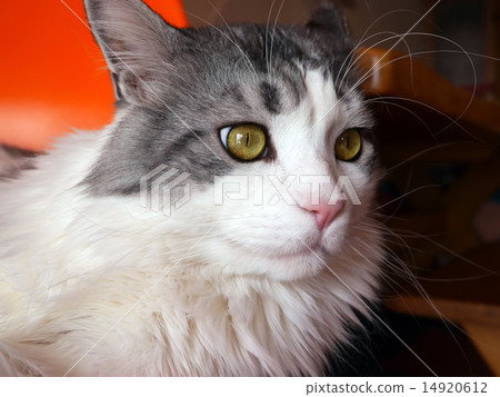 主庫恩貓 14920612