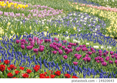 明石海峽公園2015年淡路花坂花田 14920643