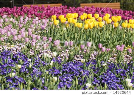 Akashi Kaikyo Park 2015 Awaji Hanaka Flower Field Akashi Kaikyo Park 2015 Awaji Hanaka Flower Field 14920644