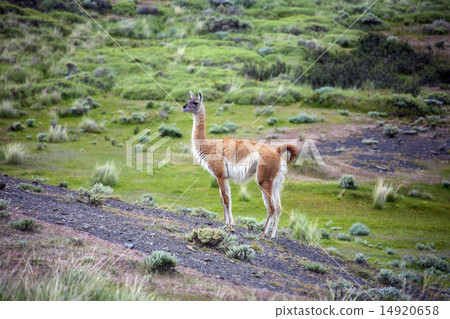 Guanaco - Lama guanicoe - Patagonia - Chile Guanaco - Lama guanicoe - Patagonia - Chile 14920658