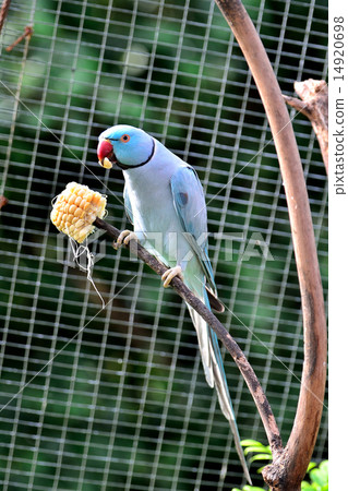 Indian Ring-necked Parakeet eating corn 14920698
