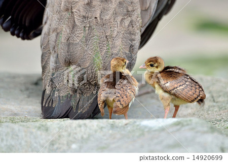 Two little peacock following their mother 14920699