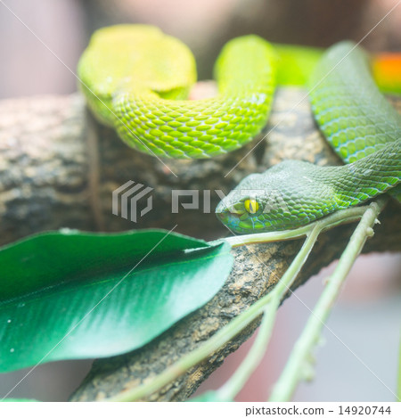 .Big-Eyed Pit Viper .Big-Eyed Pit Viper 14920744
