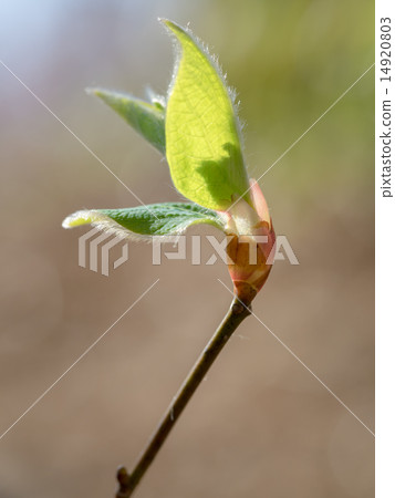 Azalea young leaves 14920803