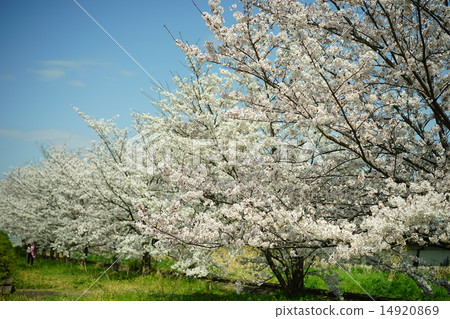 Row of cherry trees 14920869