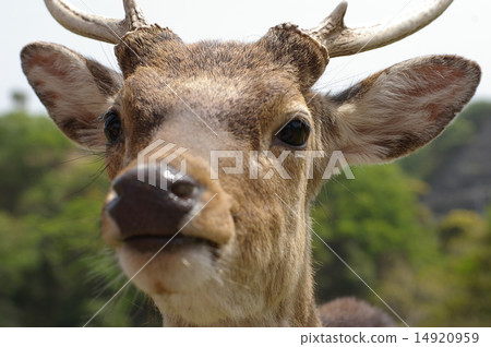 眼中出現了什麼 14920959