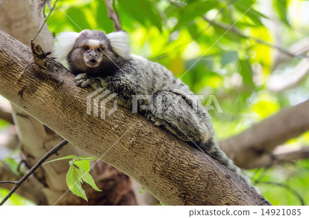 Common Marmoset on the tree Common Marmoset on the tree 14921085