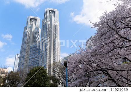 新宿中央公園盛開的Kaiyoshino和東京都政府大樓 14921089