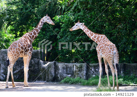 Giraffes couple facing each other Giraffes couple facing each other 14921129