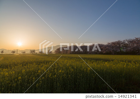 櫻桃和強姦領域日出 14921341
