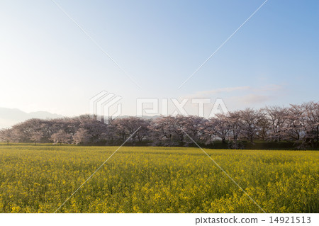 Cherry blossoms and rape fields Cherry blossoms and rape fields 14921513
