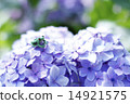 Hydrangea and frog 14921575