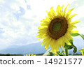 sunflower	 14921577