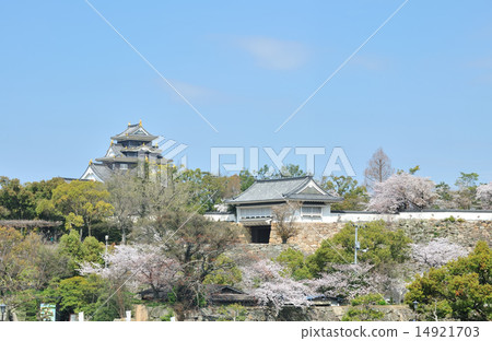 岡山城櫻花盛開的季節 14921703