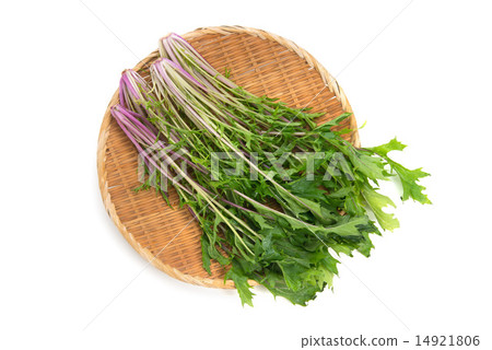 紅水木 紅水木 14921806