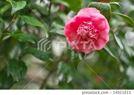 Red camellia Red camellia 14921813