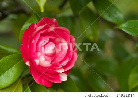 Red camellia Red camellia 14921814
