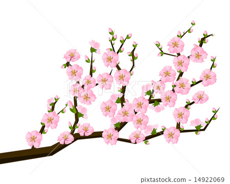 Oriental style painting, cherry blossom in spring 14922069